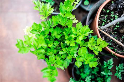 14 Medicinal Herbs You Can Grow | Reader's Digest