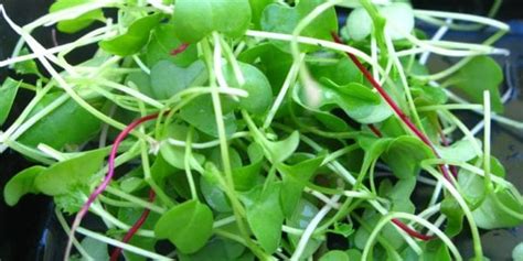Microgreens: more than a fancy garnish
