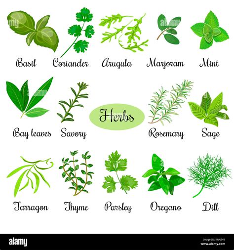 List of raw culinary herbs hi-res stock photography and images - Alamy