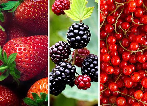 25 Different Types of Berries (and Why You Should Be Eating Each and ...