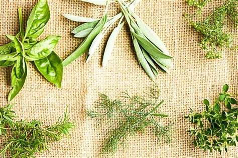 Preserving Fresh Herbs - 6 Ways For Summer Flavour All Year | The Food Blog