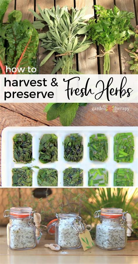 How to Harvest and Preserve Fresh Herbs - Garden Therapy