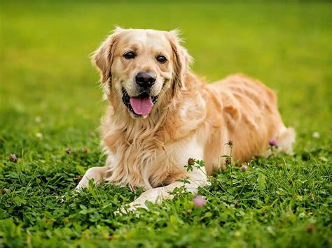 How Much Does a Golden Retriever Cost in 2025? | Spot Pet Insurance
