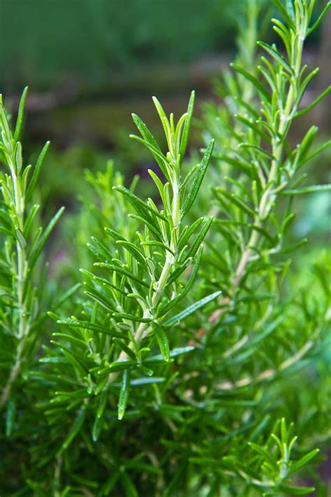 Rosemary Benefits - Healthier Steps