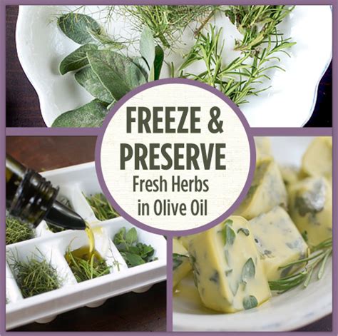 Freeze &amp; Preserve Fresh Herbs in Olive Oil – Grow Real Food | Living An ...