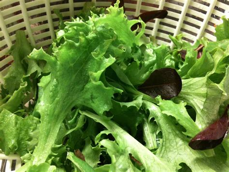 Growing Salad Greens From Seed : My Skinny Garden