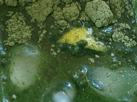 Vibrational Greens Apple Ginger Lemon Drink – Vibrational Greens