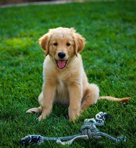 Best Dog To Have With A Golden Retriever at Nate Piquet blog