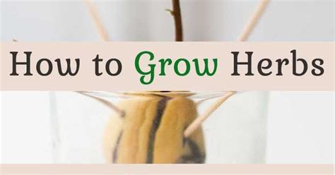 How to Grow Herbs in Water Jar