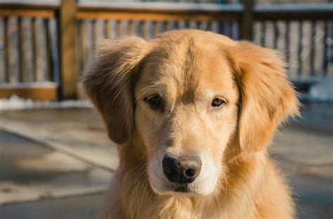 Adult Golden Retriever Close-up Photo · Free Stock Photo