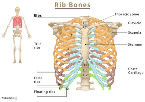 Human Body Bones Labeled