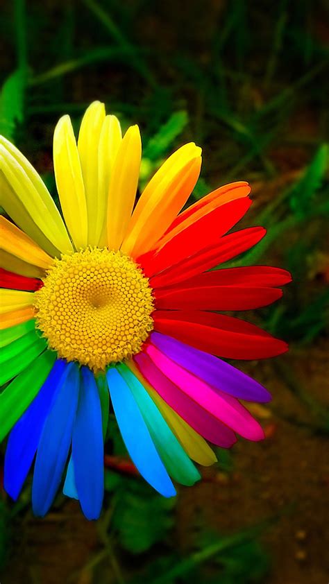 Colorful Flower Wallpaper (70+ pictures) - WallpaperSet