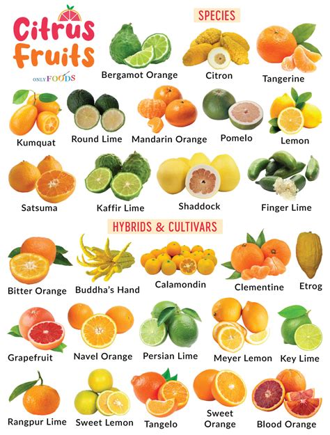 Types of Citrus Fruits - List With Pictures