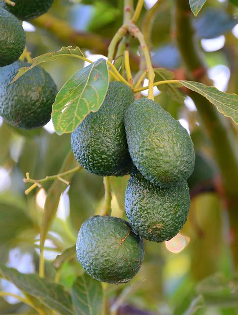 Avocado | Growing Smart