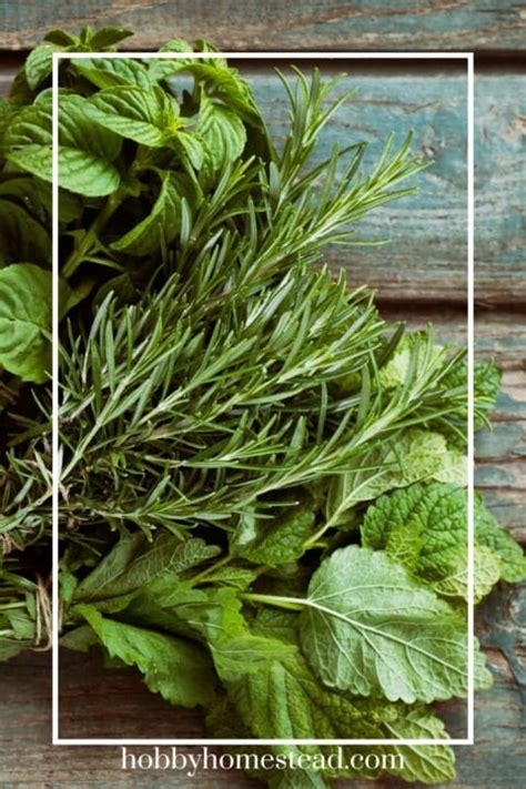 How to keep fresh herbs vibrant & flavorful for foodie feasts?