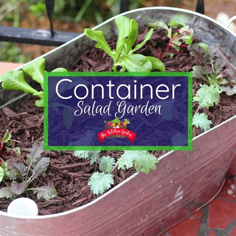 Planting a Container Salad Garden - The Kitchen Garten