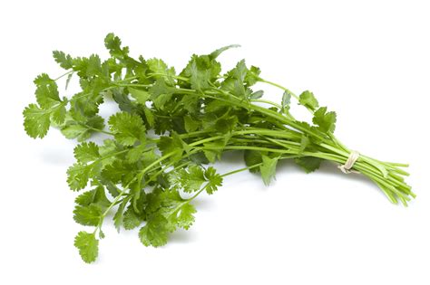 The Naturopathic Kitchen: Cilantro 101 | AANMC