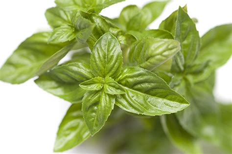 Fresh Basil Leaves Ntuc at Kimberly Wells blog