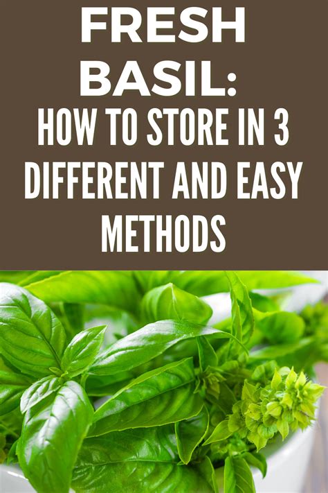 How To Store Fresh Basil In 3 Different &amp; Easy Methods - Fas Kitchen