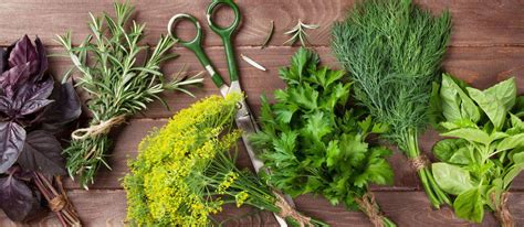 Cooking with Fresh Herbs from Your Garden - Homestead.org