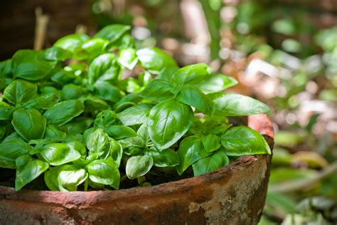 Growing Basil: Planting &amp; Care Tips | Kellogg Garden Organics™