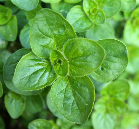 Mark's Veg Plot: So you think you know your herbs, do you?