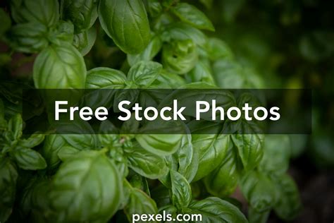 1000+ Beautiful Fresh Herbs Photos Pexels · Free Stock Photos
