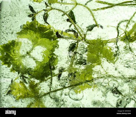 herbs in Ice Stock Photo - Alamy