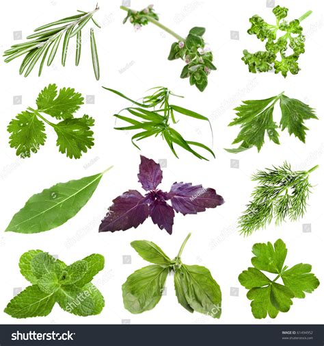 Collection Set Fresh Herbs Isolated On Stock Photo 61494952 | Shutterstock