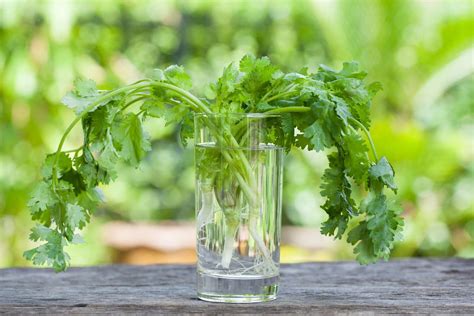 How to Propagate Cilantro Stem Cuttings in Water
