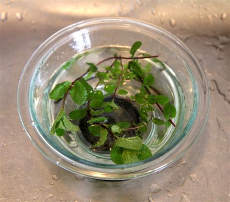 Freezing Fresh Herbs : 5 Steps (with Pictures) - Instructables