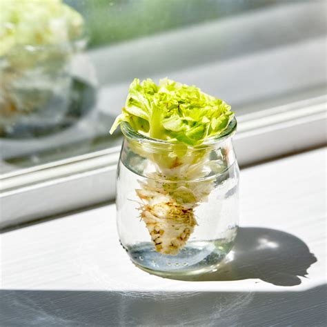 So Fresh and So Green, Green: How to Store Leafy Greens So Fresh &amp; So ...