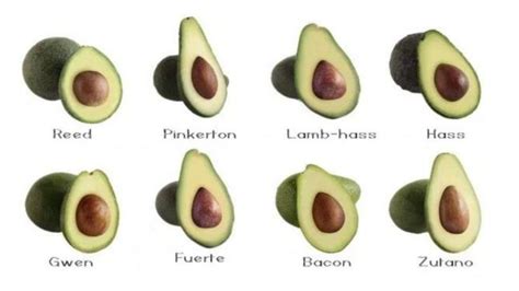 20 Awesome Avocado Varieties (Type A &amp; Type B Avocados Explained ...