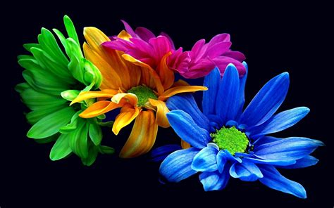 Colorful Floral Wallpapers - Top Free Colorful Floral Backgrounds ...