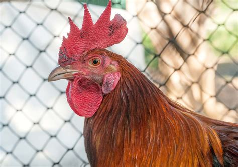 Chicken | Types, Characteristics &amp; Uses | Britannica