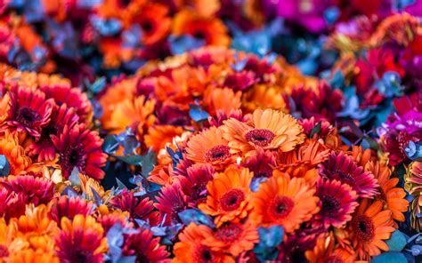 🔥 [63+] Colorful Flowers Backgrounds | WallpaperSafari