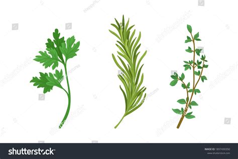 Fresh Herb Garnish: Over 6,463 Royalty-Free Licensable Stock ...