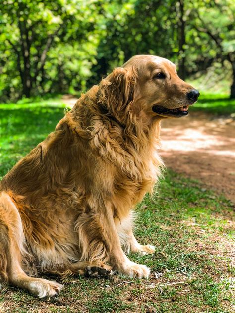 Adult Golden Retriever Sitting on Grass Field · Free Stock Photo