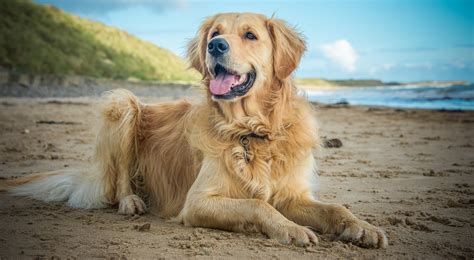 Golden Retriever Breed Information, Photos, History and Care Advice