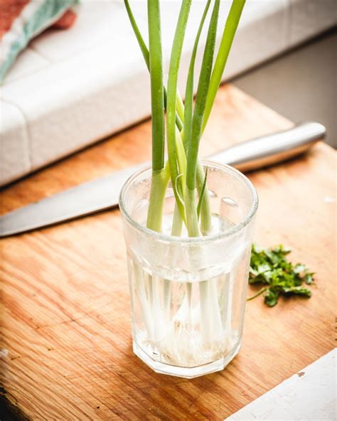 How do real foodies keep delicate greens vibrant and fresh for a whole week?