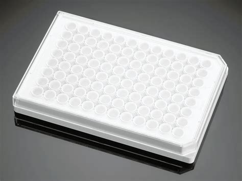 White Plate - Scientity Services