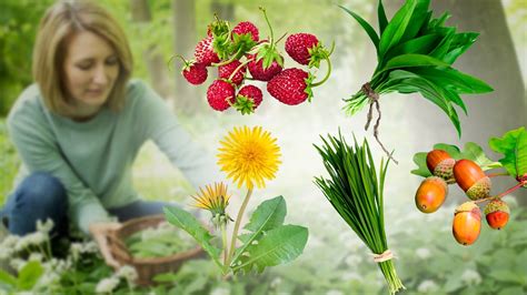 20 Edible Plants You Can Forage