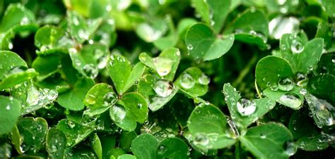 The Best Leafy Greens for Hydroponics- 2025 Updated