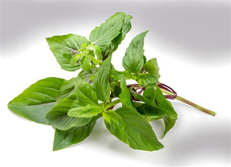 Pfefferminze Images – Browse 4,608 Stock Photos, Vectors, and Video ...