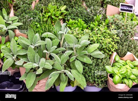 Fresh Organic Herbs Assortment Basil, Sage Thyme Oregano Stock Photo ...