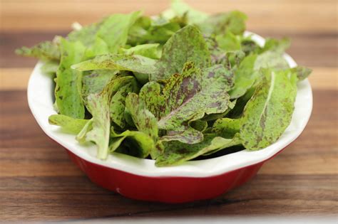 Types of Salad Greens | Hole in the Woods Farm