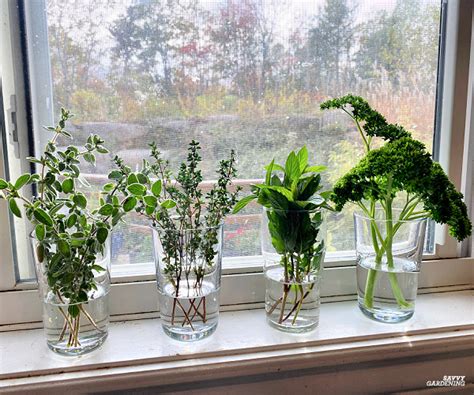Growing Herbs in Water: Tips for Success and 10 Delicious Options