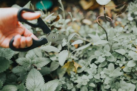 Drying Fresh Herbs – Life Well Wondered