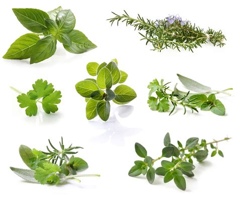 A Guide To Cooking With Fresh Herbs | How to Use Fresh Herbs - The ...