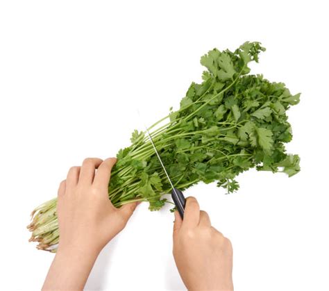 510+ Chopped Cilantro On White Stock Photos, Pictures &amp; Royalty-Free ...